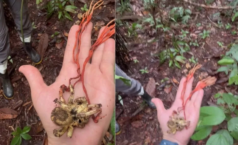 Novo “fungo zumbi” é identificado no Brasil e chama atenção da comunidade científica