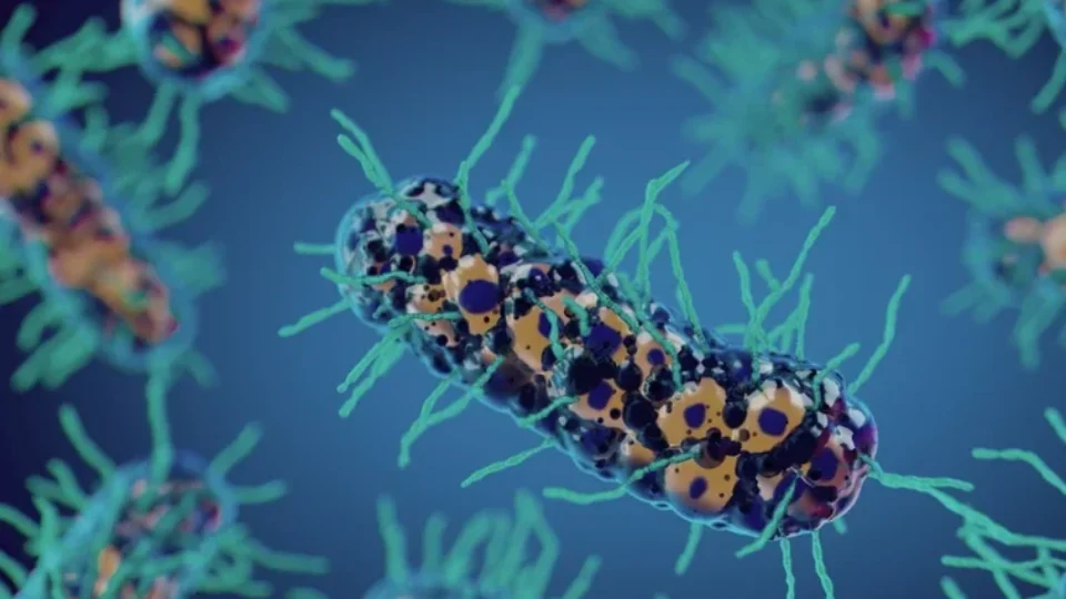 Cientistas canadenses desenvolvem bactéria que ataca e destrói tumores a partir do interior