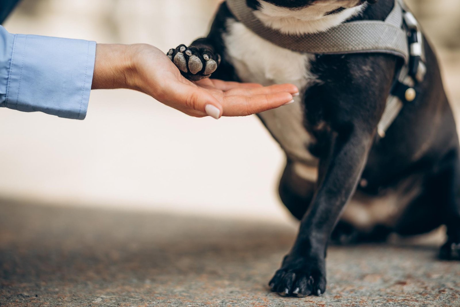 Lei garante acesso de cães de assistência em Uber, táxis e estabelecimentos de Salvador